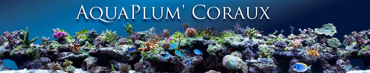 aquaplum.jpg
